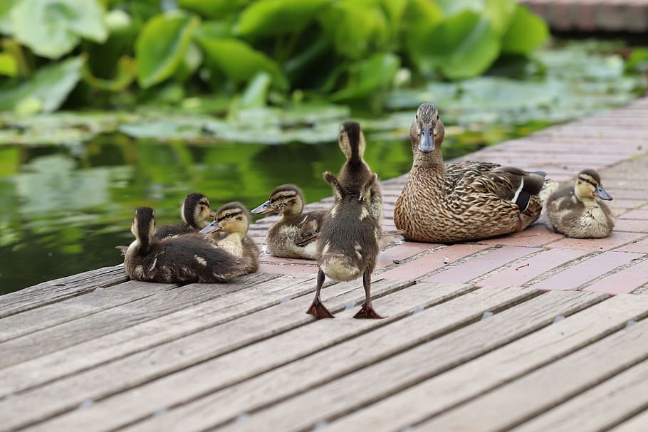 mallard, water bird, duck, chicks, ducklings, water, animal world, pond, siesta, rest