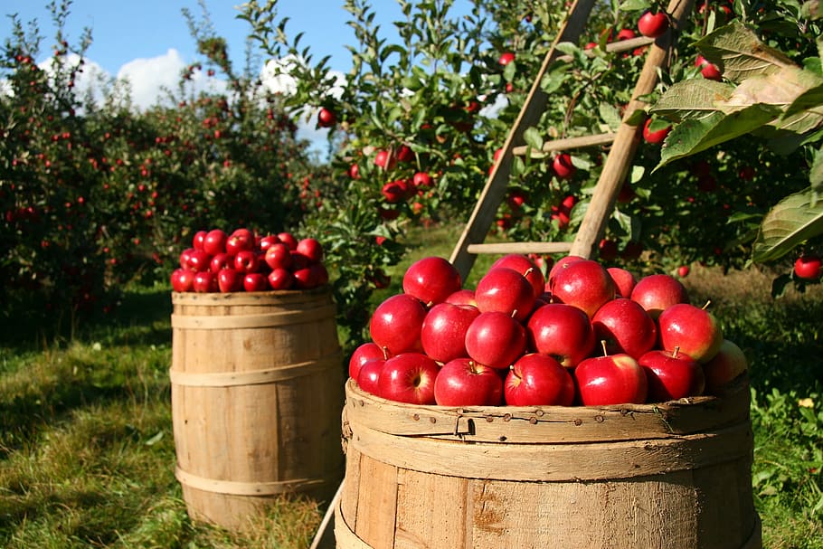 red, apples, brown, barrel, orchard, apple, fruit, green, nature, tree