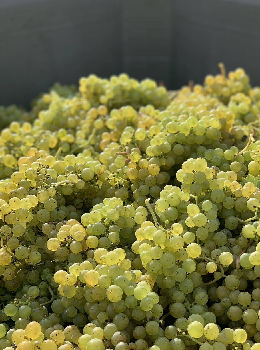 grapes, harvest, fruit, vineyard, cluster, madeleine sylvaner, viticulture, winery, green color, close-up