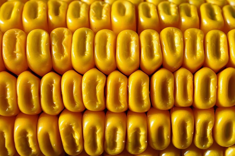corncob, Cereals, Yellow Corn, Eat, corn, agriculture, food, food and drink, healthy eating, full frame