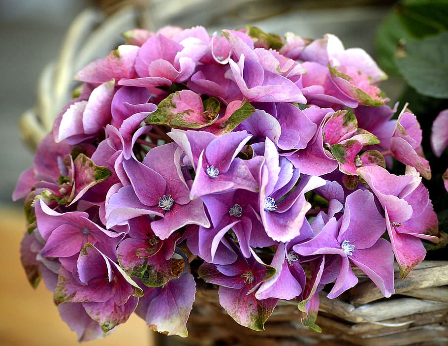 purple, hydrangea bouquet flowers, Hydrangea, Blossom, Bloom, Plant, flowers, garden, nature, summer