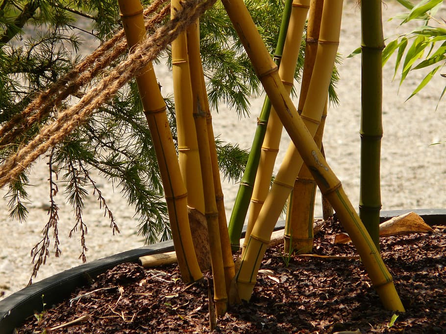 bambu, jardim de bambu, aureocaulis, planta, madeira, árvore, plantar, natureza, terra, crescimento