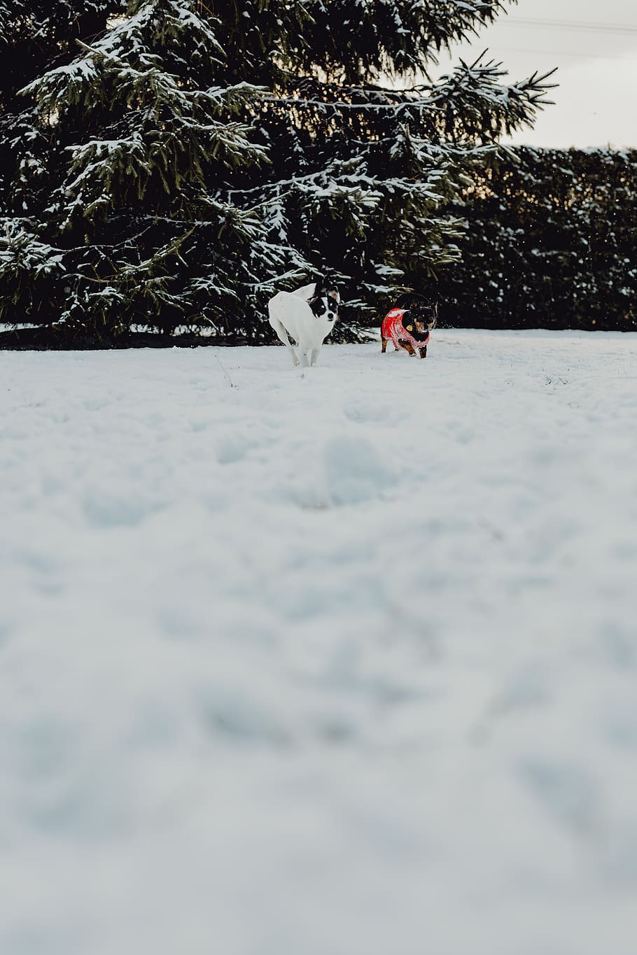 anjing, salju, musim dingin, hewan peliharaan, hewan, lucu, bermain, menyenangkan, anak anjing, Kecil