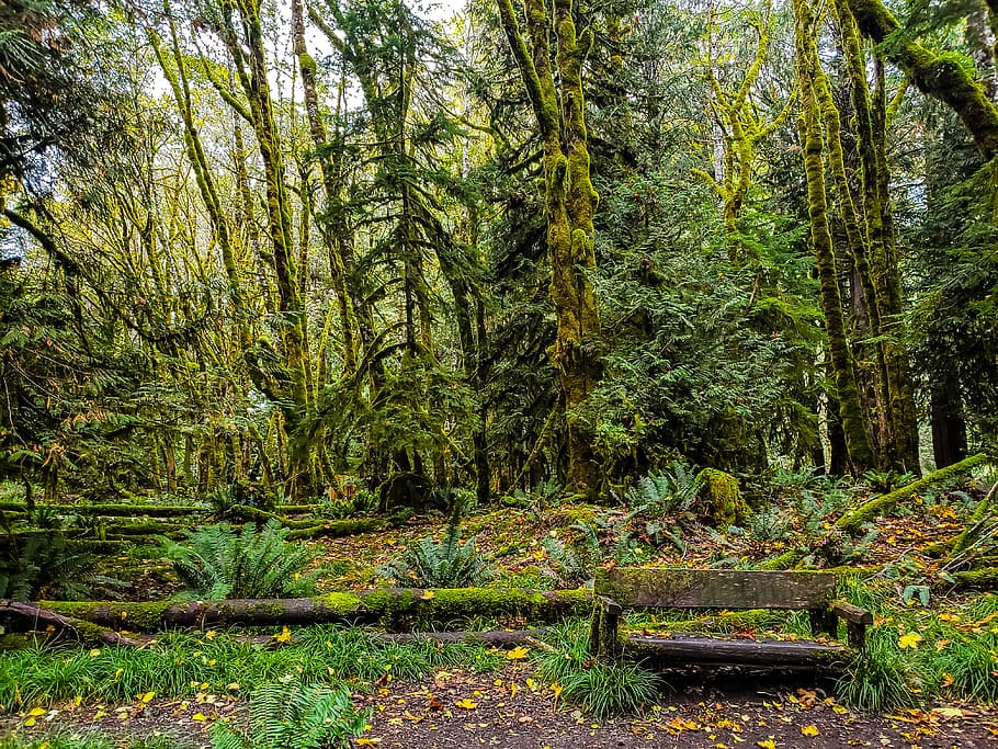 lush, forest, hiking, trail, woods, trees, moss, green, bench, timber