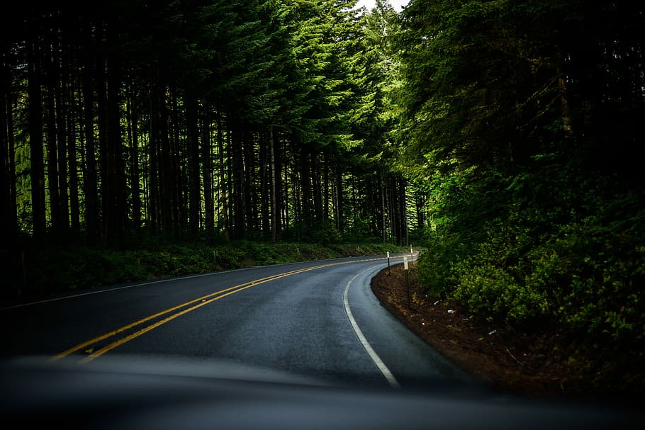 Winding, Roadway, Oregon, forest, photos, public domain, street, trees, United States, road
