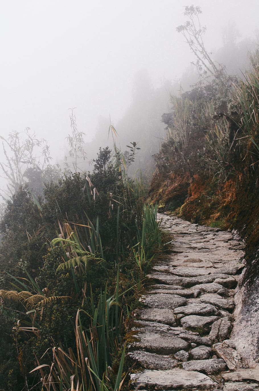 rock, path, green, grass, mountain, highland, plant, fog, nature, tranquility
