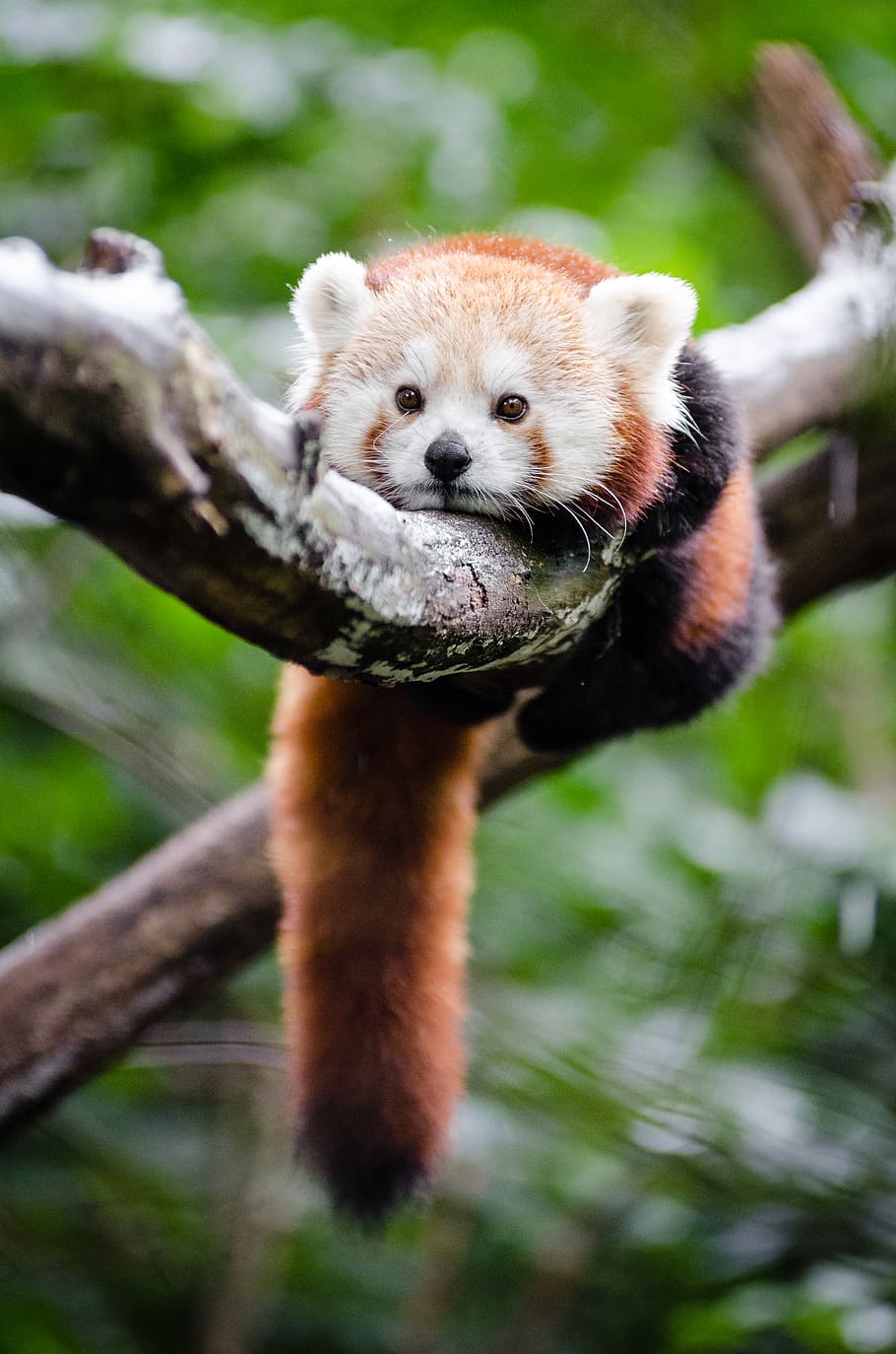 Panda Merah, panda merah di pohon, tema binatang, satu hewan, hewan, mamalia, margasatwa, pohon, cabang, hewan di alam liar