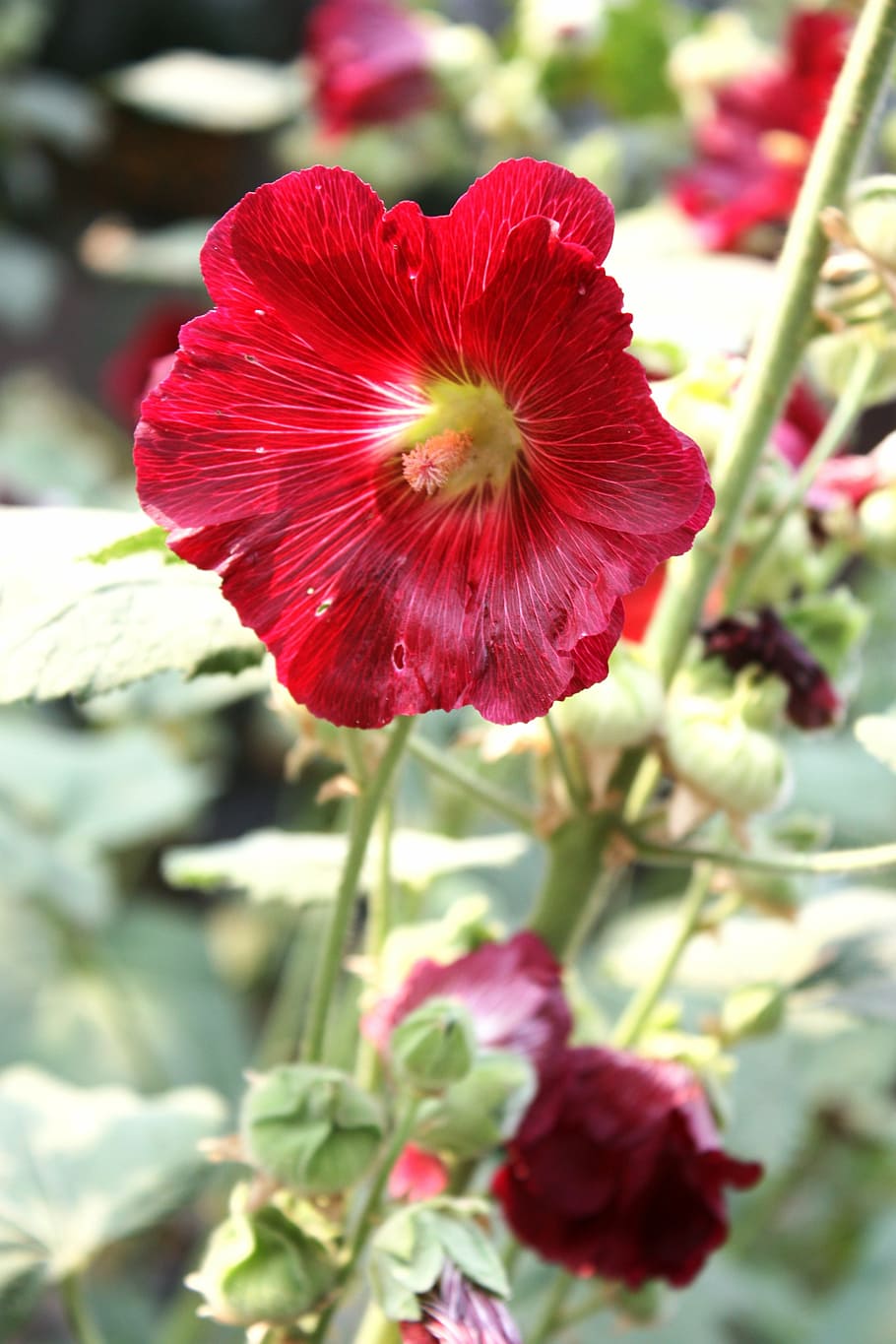 mallow, plant, heart-shaped leaves, pink, flower, flowering plant ...