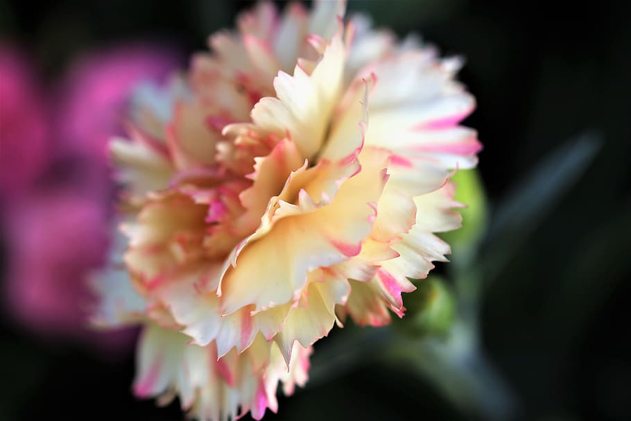 yellow pink carnation, flower, blooming, morning, spring, nature, outdoor, flowering plant, fragility, beauty in nature