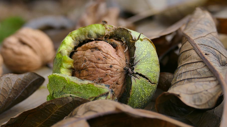 foliage, walnut, autumn, nuts, in the fall, mood, autumn leaves, colors of autumn, dry leaf, food and drink