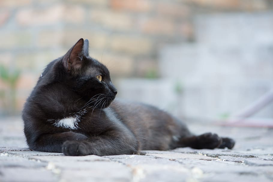domestic cat, black cat, kitten, cat, pets, black puss, garden, black, one animal, mammal