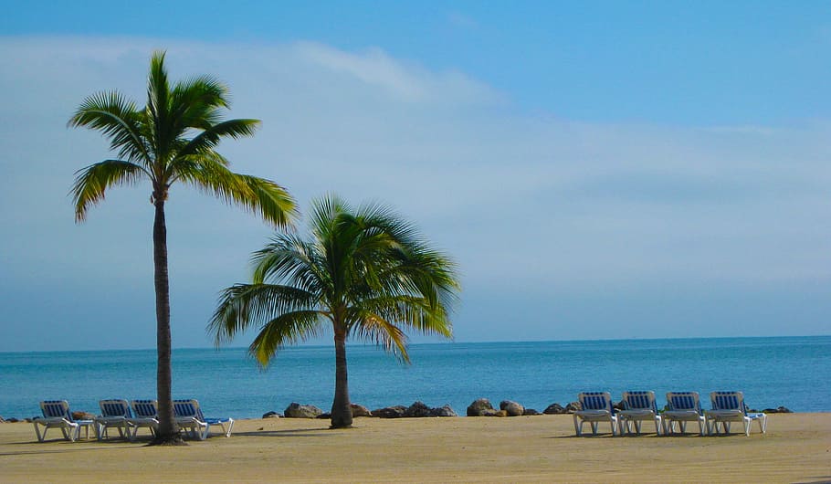 adirondack chairs, palm trees, shore, daytime, Beach, Florida, Sun, Sand, Palm Tree, sun sand