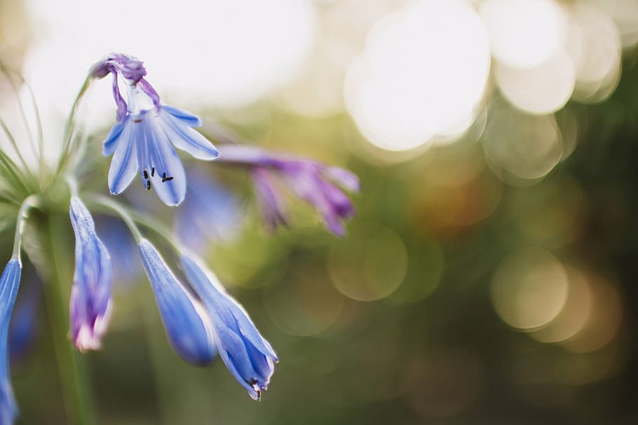 blue petaled flower, blue, petal, flower, bokeh, plant, purple, nature, fragility, beauty in nature