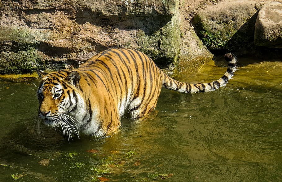 tiger, predator, cat, dangerous, zoo, water, lurking, animal, carnivore, wildlife