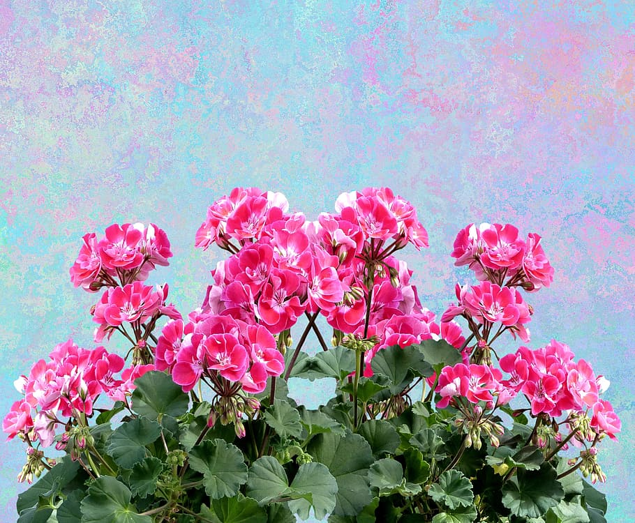 ゼラニウム, balkonblumen, 夏, バルコニー植物, 花, 植物, ピンク, 自然, 開花植物, ピンク色