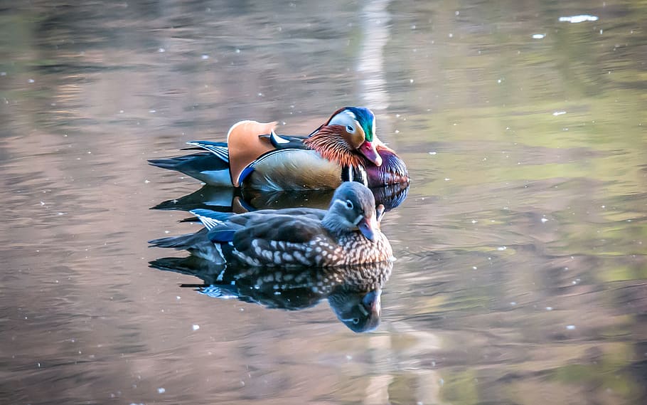 mandarin ducks, duck, colorful, males, female, pair of ducks, pair, relationship, water bird, bird
