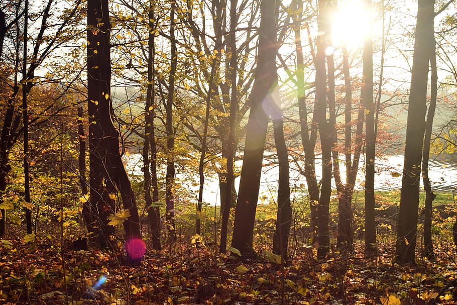 forest, trees, back light, sunlight, reflections, rays, sunbeam, autumn, kahl, tree trunks