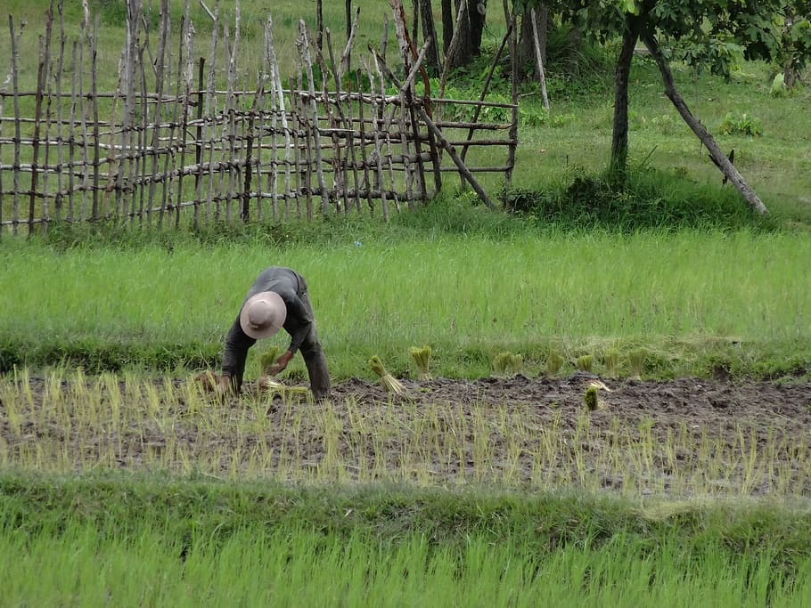 Work, Hard, Field, Rice, work, hard working, cambodia, grass, animals in the wild, animal, animal wildlife