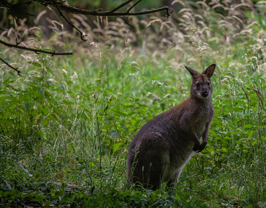 wallaby, wallaby on lookout, wallaby in grass, marsupial, grass, watching, nervous, kangaroo, australia, wild