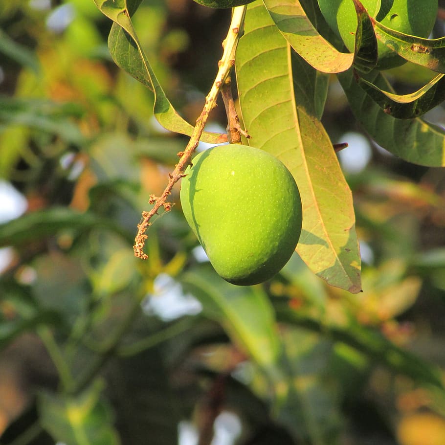 mango, trees, fruits, greenery, leaves, leafy, branches, stems, sour, healthy