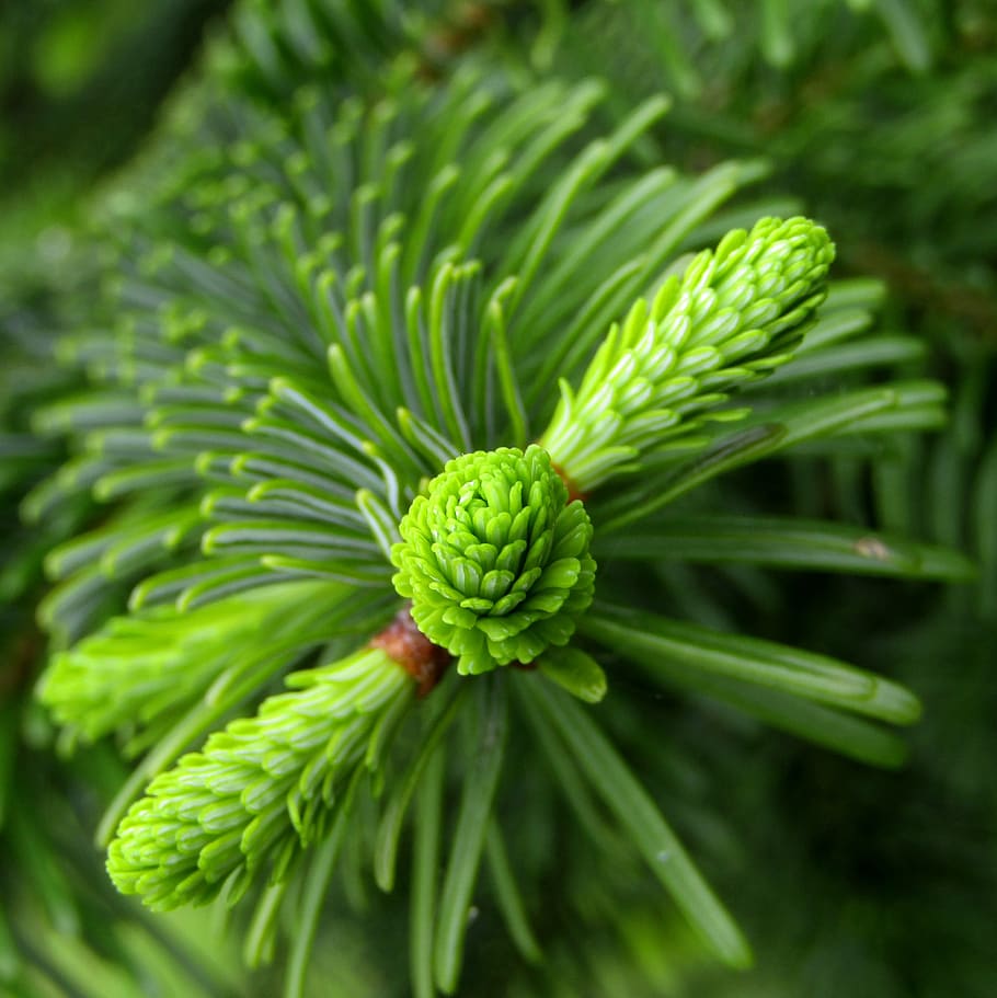 fir tree, fir tips, shoots, fresh, bud, spring, christmas, green, needles, conifer