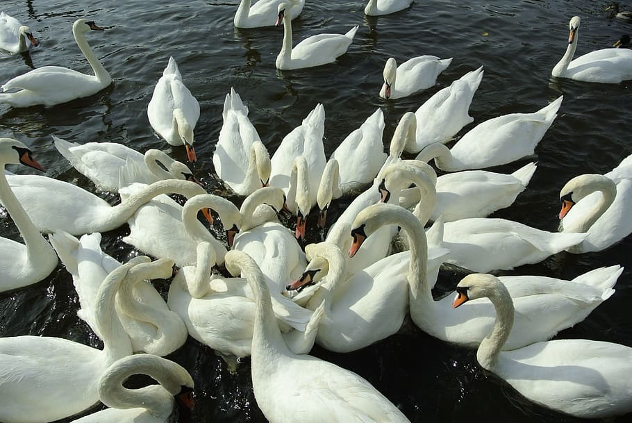 Swans, Water, River, Swan, Bird, Feeding, bird, feeding, nature, birds, surface