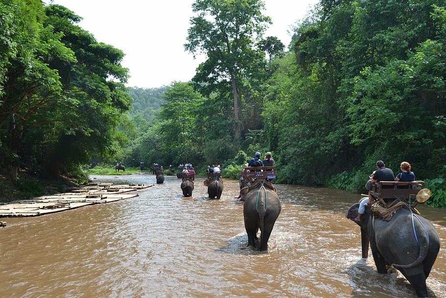 キャンプの象, 象, タイ, 介護者の象, 動物, 介護者, ジャングル, 自然, 川, 動物の世界