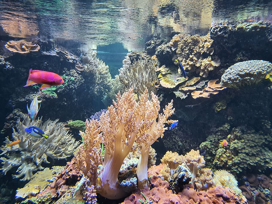 shedd aquarium 4k