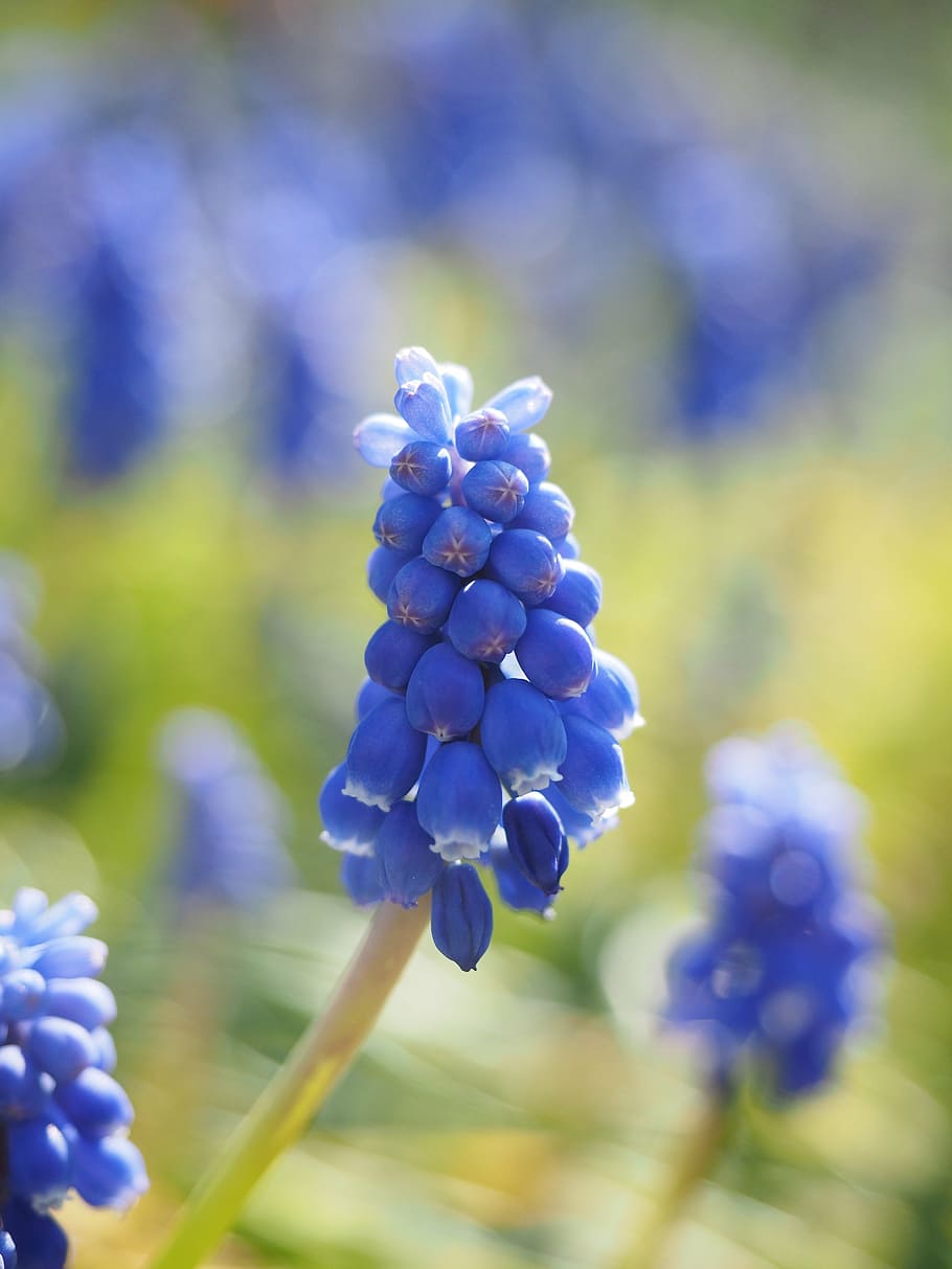 hyacinth, muscari, common grape hyacinth, blossom, bloom, flower, blue, ornamental plant, garden plant, muscari botryoides