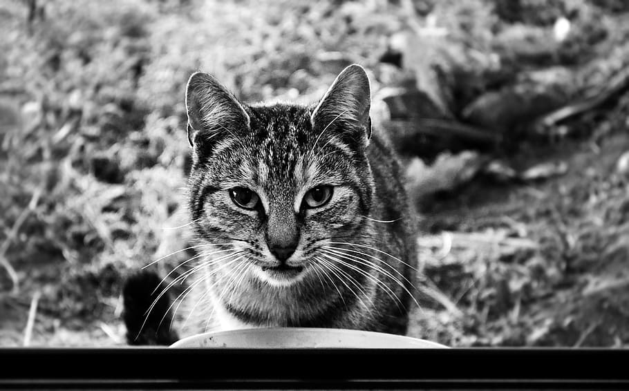 cat, whiskers, animals, black and white, one animal, mammal, vertebrate, pets, domestic, domestic animals