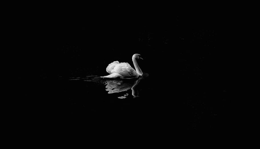 grayscale photo, swan, body, water, white, floating, black and white, dark, duck, bird