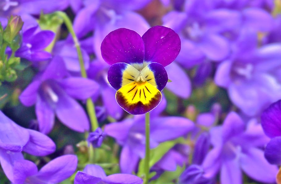 400–500, pansy, purple, yellow, white, bluebells, flowers, blossom, bloom, close up