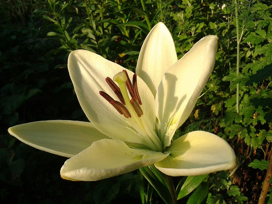 lily, flower, yellow lily, spruce, beautiful, gently yellow, stamens, petals, botanical, decorative