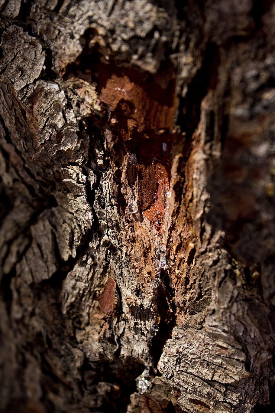 Pine, Sap, Tree, Sticky, Brown, Pattern, pine, sap, nature, wood - Material, backgrounds
