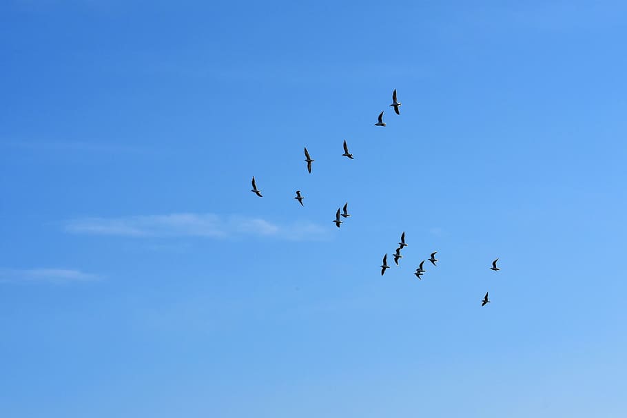 flock, birds, flying, sky, daytime, gulls, swarm, blue sky, sun, animals