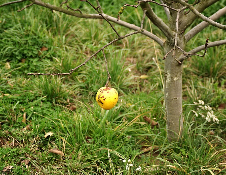apple, latest apple, autumn, yellow, tree, poor, lonely, abandoned, wild apple, fruit