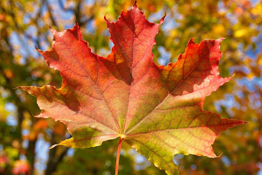autumn, leaves, fall foliage, mood, fall tree, colorful, autumn colours | Pxfuel