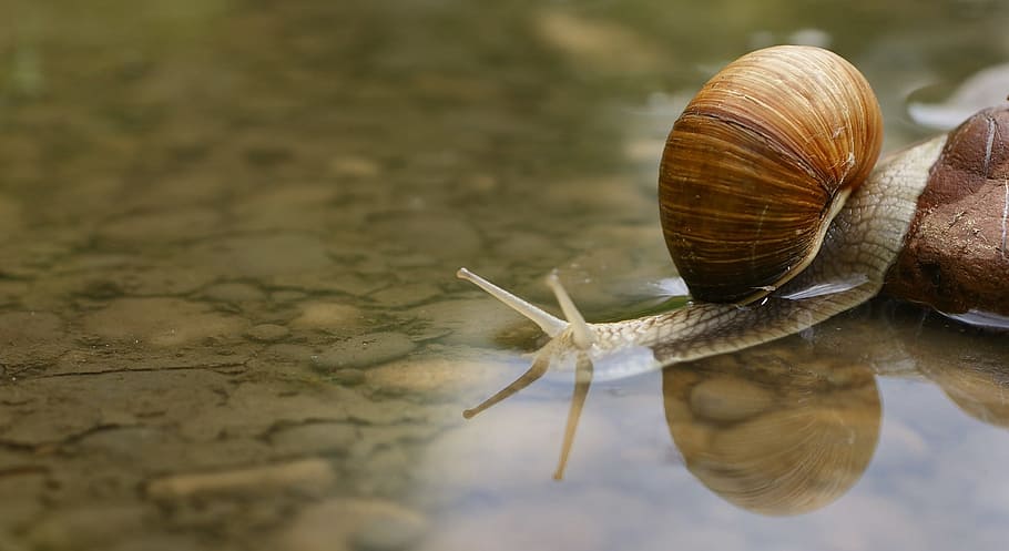 brown, gray, snail, shell, water, puddle, macro, underwater, stone, crossing