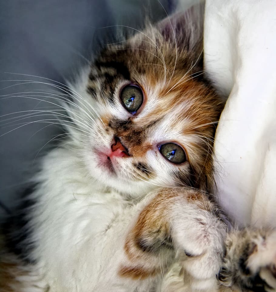 closeup, white, tan, black, kitten, lying, gray, cushion, cat, animals