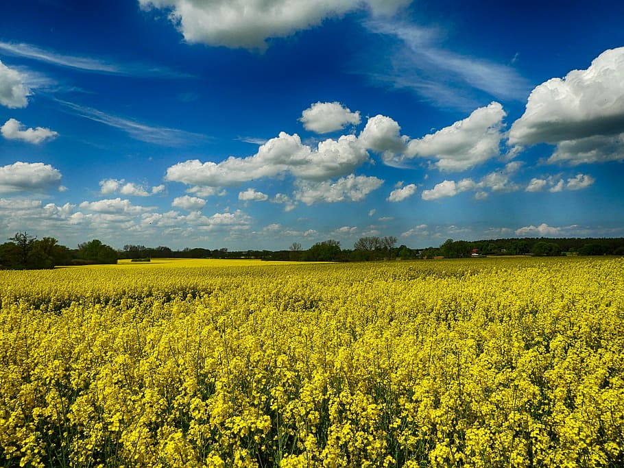 flor de violación, noroeste de mecklemburgo, verano, naturaleza, agricultura, colza, escena rural, campo, cielo, nube - cielo