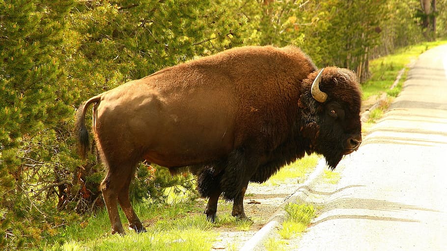 yellowstone, usa, wyoming, yellowstone national park, yellowstone river, bison, nature, america, animal, animal themes