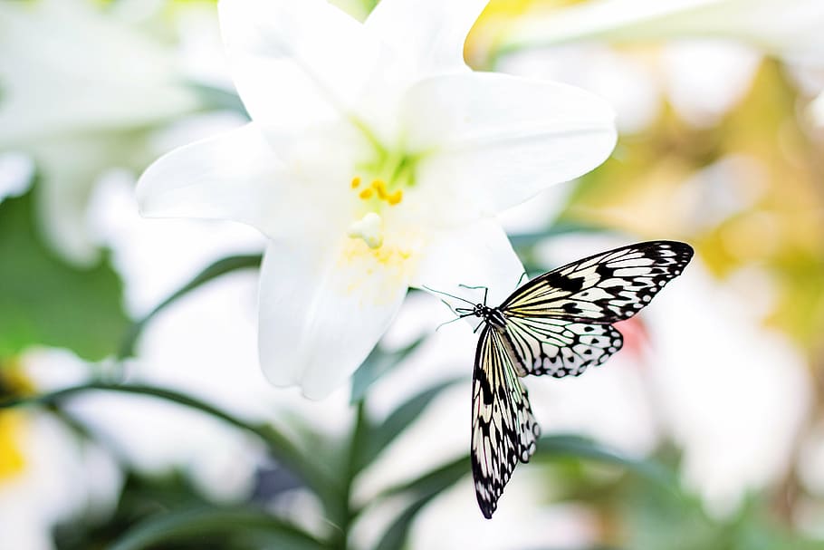paper kite butterfly perching, white, flower, daytime, butterfly, easter lily, nature, butterfly on flower, spring, insect
