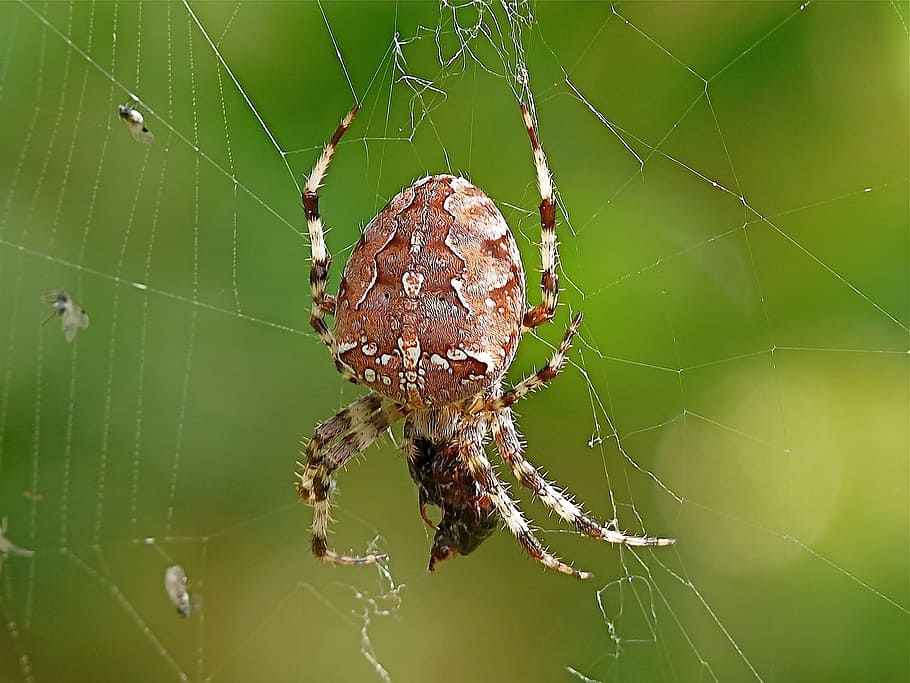 Insect, Macro Photography, Close, macro, nature, spider, web spider, creepy, arachnophobisch, cobweb
