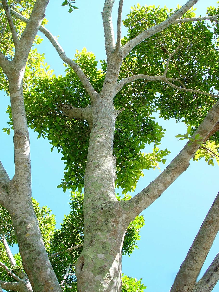 ramas, árbol, curvas, hojas, copa de árbol, mirando hacia arriba, tronco, planta, tronco de árbol, crecimiento