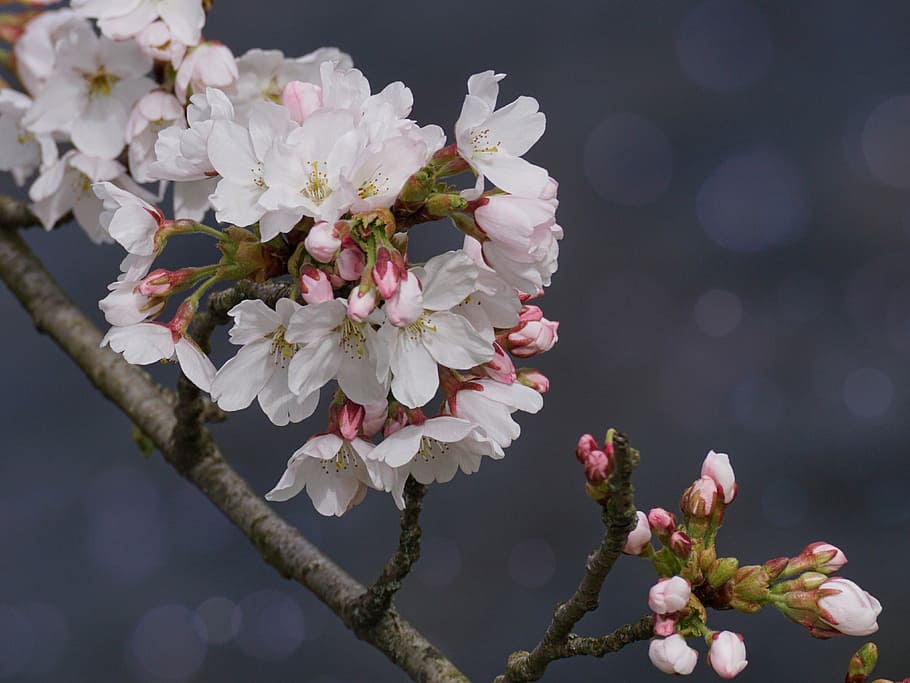 white flowers, cherry blossom, flower, plant, nature, cherry wood, flowers, spring, season, growth