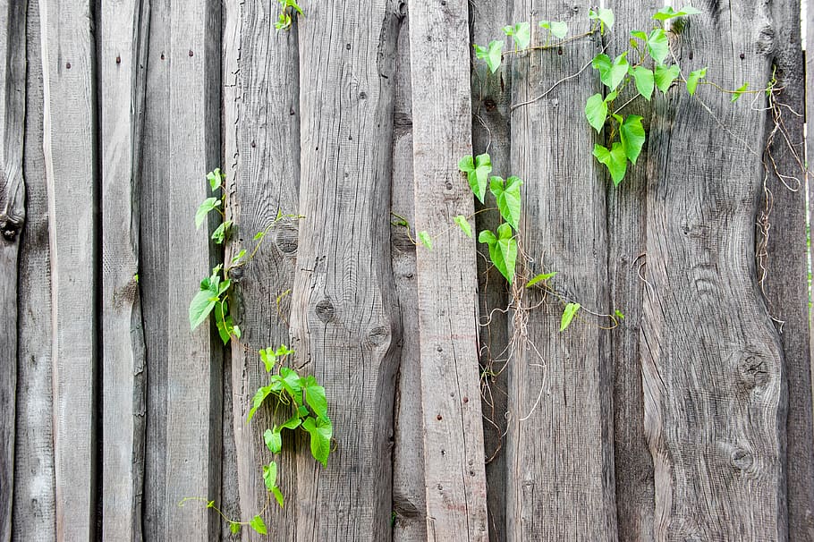 fence, texture, old, the structure of the, wood, boards, background, surface, weathered, material