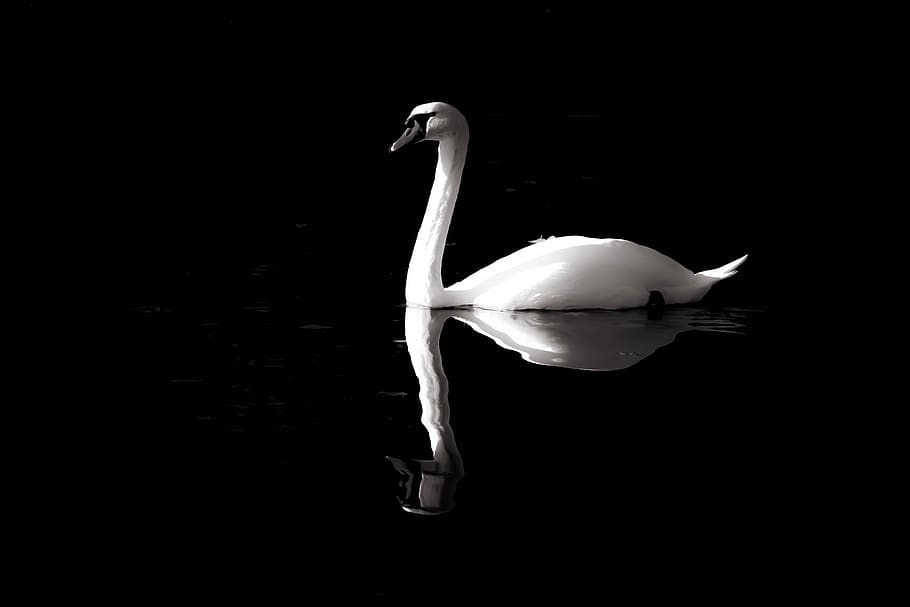 swan, black-and-white, solitaire, purity, reflection, nature, bird, elegant, beauty, grass