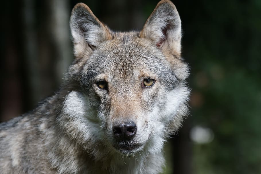 shallow, focus photography, gray, brown, wolf, black and white, white wolf, predator, european wolf, mammal