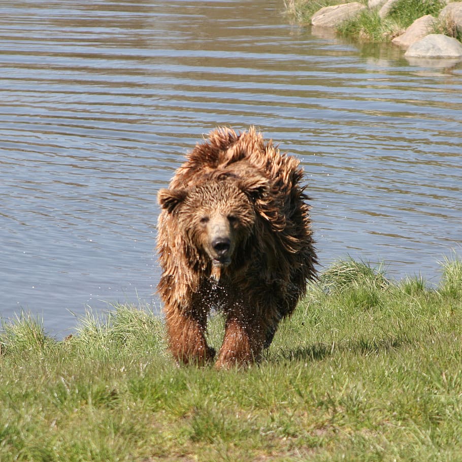 brown bear, the scandinavian wildlife park, kolind, aarhus, denmark, animal themes, animal, one animal, mammal, animal wildlife