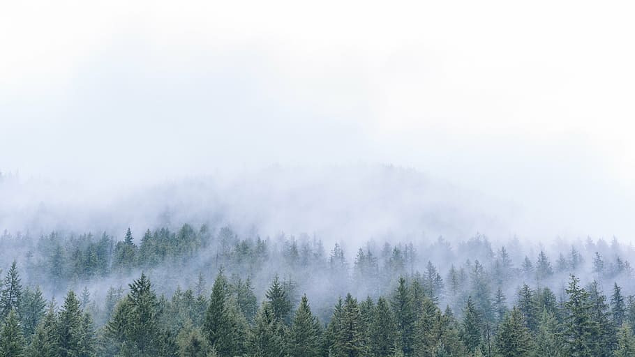 trees, fogs, green, forest, woods, nature, fog, travel, adventure, tree